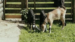 बकरी पालन के समय इन बातों का रखें खास ख्याल