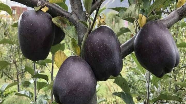 दुनिया का सबसे महंगा सब कहा जाता है ब्लैक डायमंड एप्पल. जिसके एक सेब की कीमत तकरीबन 500 रुपये होती है. यह बाहर से काले रंग का दिखता है.