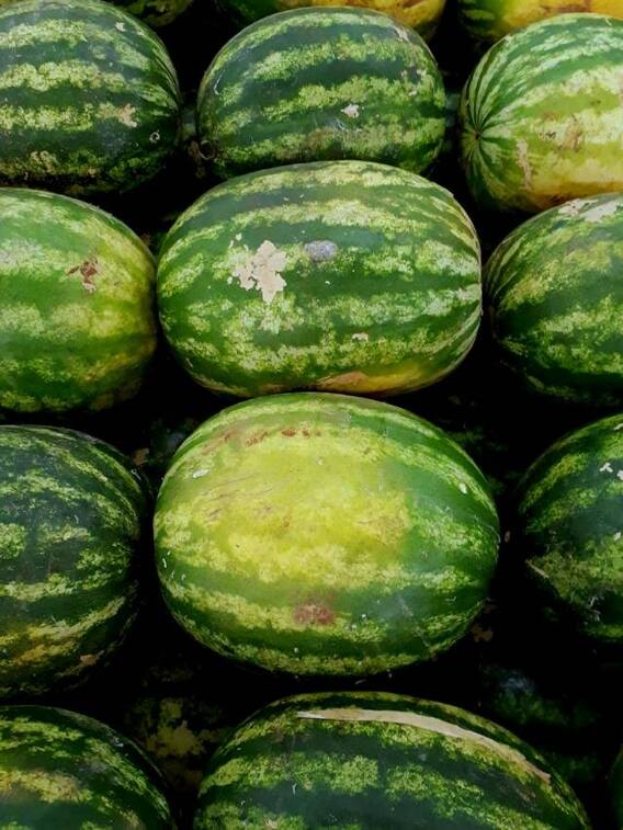 तरबूज की खेती किसानों को कर देगी मालामाल