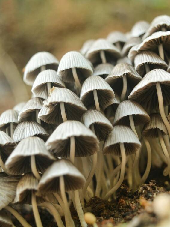 ​मशरूम की खेती से किसान बन सकते हैं अमीर