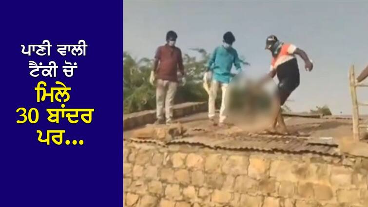 Horrific Video: Dead bodies of 30 monkeys found in village water tank, whole village used to drink water Horrific Video: ਪਿੰਡ ਦੀ ਪਾਣੀ ਵਾਲੀ ਟੈਂਕੀ ‘ਚੋਂ ਮਿਲੀਆਂ 30 ਬਾਂਦਰਾਂ ਦੀਆਂ ਲਾਸ਼ਾਂ, ਸਾਰਾ ਪਿੰਡ ਪੀਂਦਾ ਸੀ ਪਾਣੀ