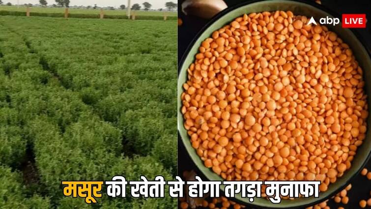 If anyone cultivate this pulse will get huge benefits know the details इस दाल की खेती करेंगे तो हो जाएंगे जल्दी अमीर