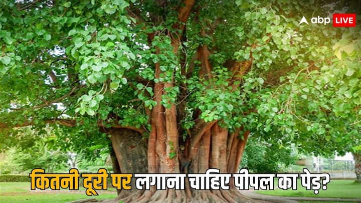 Peepal Tree: पीपल का पेड़ उन चंद पेड़ों में से है जो 24 घंटे ऑक्सीजन देते हैं. पीपल का पेड़ एक साल में करीब 100 किलोग्राम ऑक्सीजन देता है. इसलिए घरों के आसपास पीपल के पेड़ काफी लाभदायक होते हैं