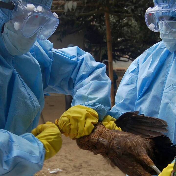 ਕੁਝ ਫਲੂ ਵਾਇਰਸ ਮੁੱਖ ਤੌਰ 'ਤੇ ਮਨੁੱਖਾਂ ਨੂੰ ਪ੍ਰਭਾਵਿਤ ਕਰਦੇ ਹਨ, ਜਦੋਂ ਕਿ ਦੂਸਰੇ ਮੁੱਖ ਤੌਰ 'ਤੇ ਜਾਨਵਰਾਂ ਵਿੱਚ ਪਾਏ ਜਾਂਦੇ ਹਨ। ਏਵੀਅਨ ਵਾਇਰਸ ਆਮ ਤੌਰ 'ਤੇ ਜੰਗਲੀ ਪਾਣੀ ਦੇ ਪੰਛੀਆਂ ਜਿਵੇਂ ਕਿ ਬੱਤਖਾਂ ਅਤੇ ਹੰਸ ਵਿੱਚ ਪਾਏ ਜਾਂਦੇ ਹਨ ਅਤੇ ਫਿਰ ਪਾਲਤੂ ਪੰਛੀਆਂ ਜਿਵੇਂ ਕਿ ਮੁਰਗੀਆਂ ਵਿੱਚ ਫੈਲ ਜਾਂਦੇ ਹਨ।