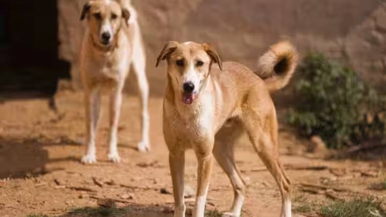Udaipur Dogs killed 4 year old girl child by attacking her | Rajasthan:  उदयपुर में आवारा कुत्तों का आतंक चार साल की बच्ची को बनाया शिकार, इलाज के  दौरान तोड़ा दम