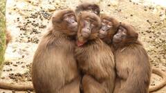 समूह की तुलना में क्यों कम जीते हैं अकेले स्तनपायी जानवर?