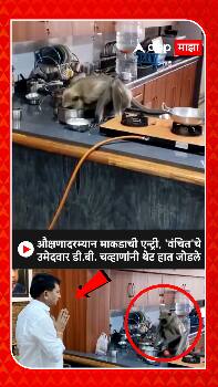 B D Chavan Nanded : औक्षणावेळी वानराचं आगमन, वंचितचे उमेदवार बी. डी. चव्हाणांनी हात जोडले