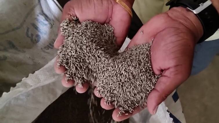 4 factories making fake cumin seeds caught in Unjha, know what items are used to make fake cumin seeds ઉંઝામાં નકલી જીરું બનાવતી 4 ફેક્ટરી ઝડપાઈ, જાણો નકલી જીરૂ બનાવવા કઈ કઈ વસ્તુનો ઉપયોગ થાય છે