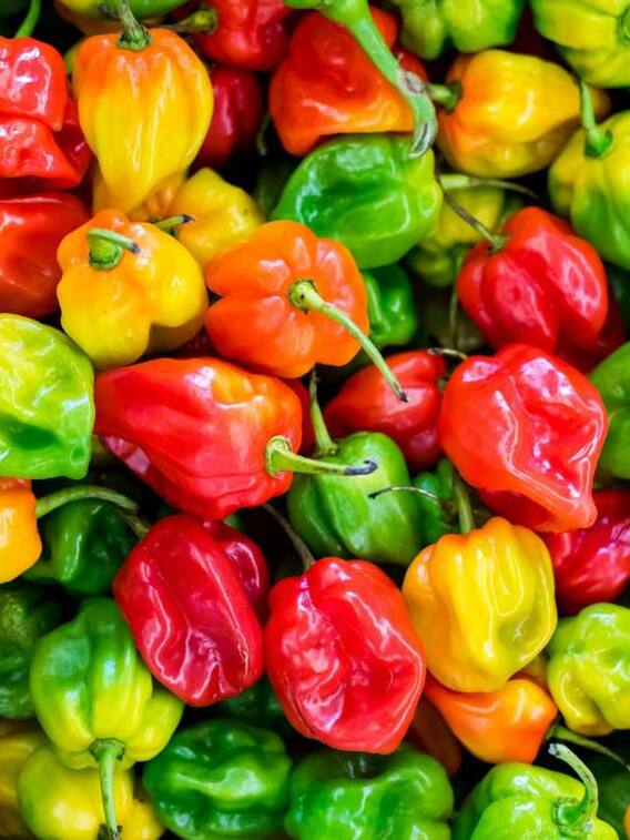 रंग-बिरंगी शिमला मिर्च से होगा तगड़ा मुनाफा