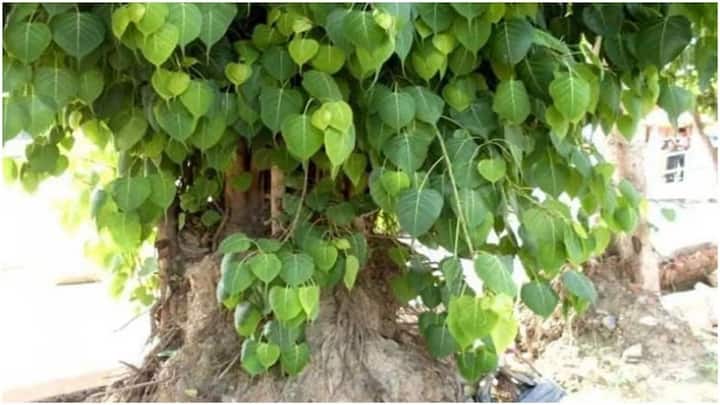 इसलिए पीपल के पेड़ के नीचे रात को सोने के लिए मना किया जाता है. लेकिन कुछ लोग वैज्ञानिक तर्क देते हुए कहते हैं. रात में पीपल का पेड़ कार्बन डाइऑक्साइड छोड़ता है.