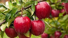 इस देश में उगाया जाता है दुनिया का सबसे कीमती सेब