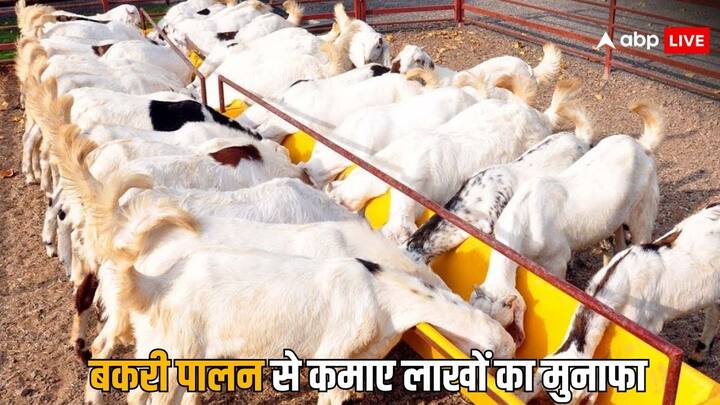 Goat Farming: किसान अब कई तरह के व्यवसायों में हाथ आजमाने लगे हैं. बकरी पालन को लेकर के भी किसानों के बीच काफी रुझान बढ़ा हैं. चलिए जानते हैं  किन चीजों का ध्यान रखना होता है बकरी पालन में.