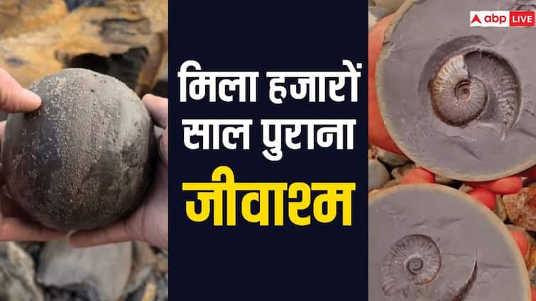 Thousands of years old fossil found on the seashore what is the name of this fossil Thousands of years old Fossil: समुद्र किनारे मिला हजारों साल पुराना जीवाश्म, आखिर क्या है इस जीवाश्म का नाम