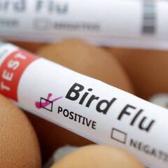 Bird Flu : ਜਾਣੋ ਕੀ ਹੈ ਬਰਡ ਫਲੂ ਤੇ ਕਿਵੇਂ ਫੈਲਦਾ ਹੈ ਇੰਨਸਾਨਾਂ 'ਚ?