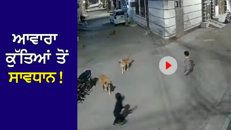 Dog Attack Video: Beware of stray dogs! Before leaving children alone on the road, watch this heart-wrenching VIDEO Dog Attack Video: ਆਵਾਰਾ ਕੁੱਤਿਆਂ ਤੋਂ ਸਾਵਧਾਨ! ਬੱਚਿਆਂ ਨੂੰ ਸੜਕ 'ਤੇ ਇਕੱਲੇ ਛੱਡਣ ਤੋਂ ਪਹਿਲਾਂ ਵੇਖ ਲਓ ਇਹ ਰੂਹ ਕੰਬਾਊ VIDEO