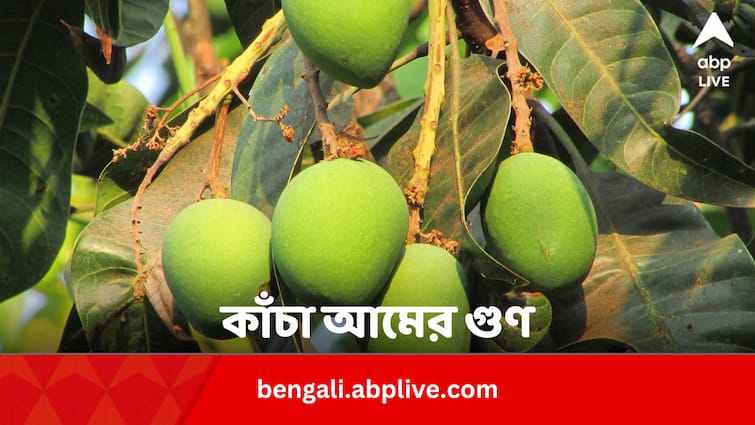Raw Mango Ten Health Benefits In Scorching Summer In Bengali Raw Mango Benefits: পেট ঠান্ডা রাখে, ত্বক ও চুলের জন্য সেরা, গরমে কাঁচা আম খেলে ১০ উপকার