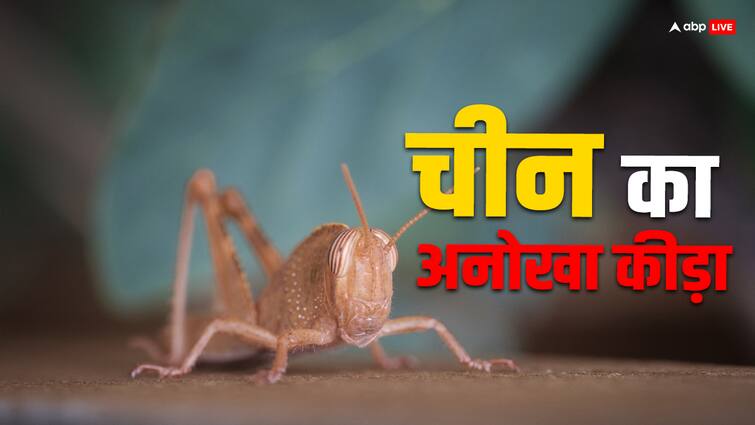 China long horn beetle has become a disaster for the world even scientists are surprised दुनिया के लिए आफत बन गया चीन का ये अनोखा कीड़ा, वैज्ञानिक भी हैरान