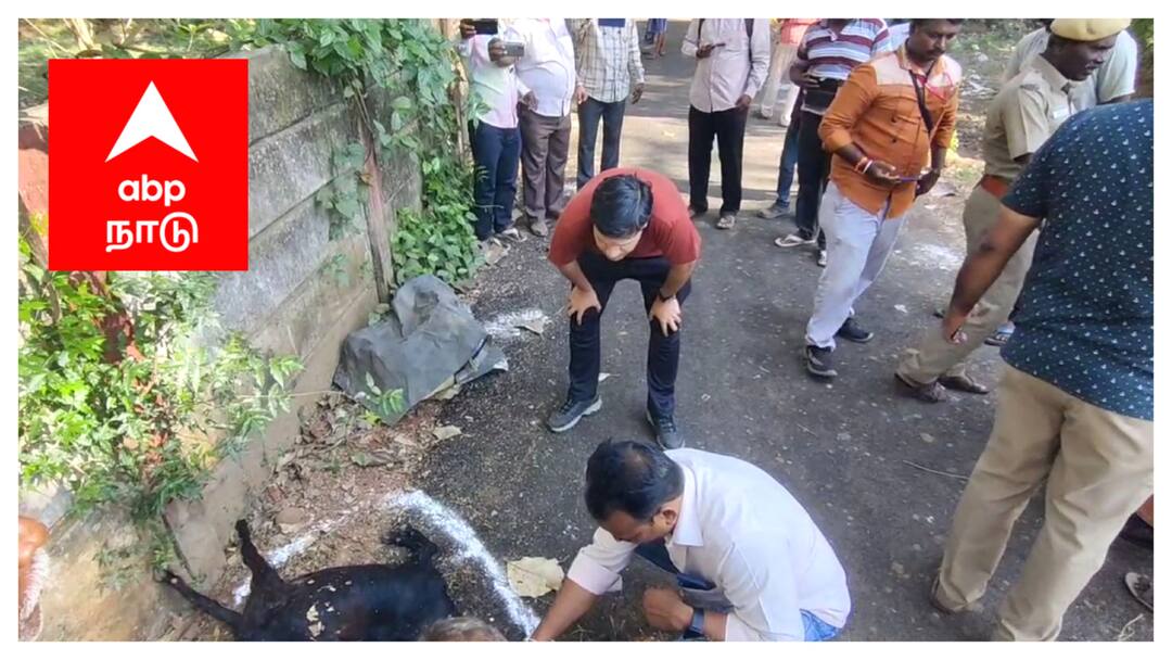 ஆட்டை வேட்டையாடியதா சிறுத்தை? - மயிலாடுதுறையில் அதிகரிக்கும் அச்சம்