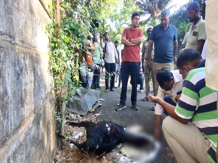 Mayiladuthurai Leopard: ஓடவும் முடியாது, ஒளியவும் முடியாது - சிறுத்தையை பிடிக்க வனத்துறை எடுத்த முடிவு