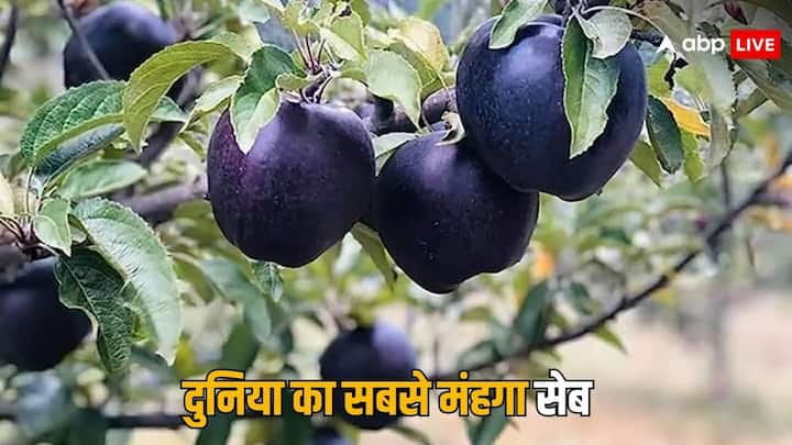 Black Diamond Apple: क्या आपको पता है दुनिया के सबसे महंगा सेब कितने का मिलता है और कहां मिलता है. नहीं पता तो चलिए आपको बता देते हैं. दुनिया का सबसे महंगा सब कहा जाता है ब्लैक डायमंड एप्पल.