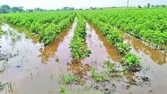 Rain Forecast: ફરી રાજ્ય પર માવઠાનું સંકટ, 10 એપ્રિલ બાદ રાજ્યના આ જિલ્લામાં થશે કમોસમી વરસાદ