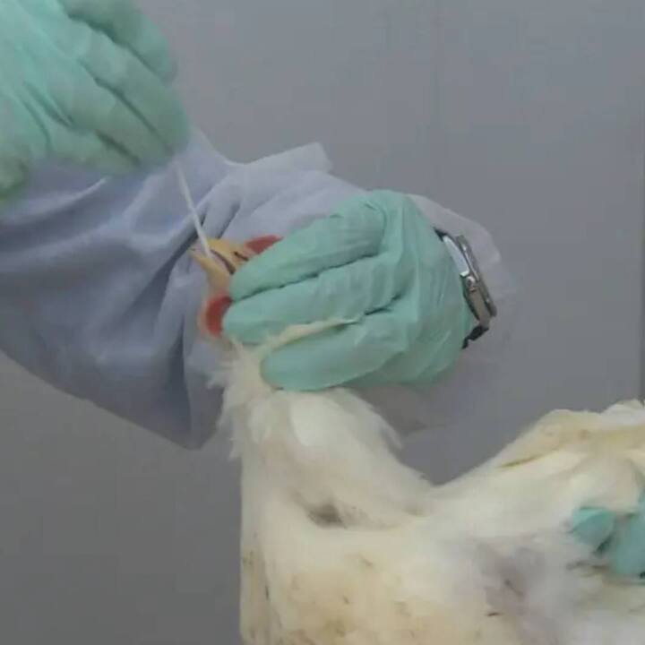 ਇਸ ਦੇ ਲੱਛਣਾਂ ਦੀ ਗੱਲ ਕਰੀਏ ਤਾਂ ਬਰਡ ਫਲੂ ਦੇ ਲੱਛਣ ਹੋਰ ਕਿਸਮ ਦੇ ਫਲੂ ਦੇ ਸਮਾਨ ਹਨ। ਇਸ ਵਿੱਚ ਖੰਘ, ਸਰੀਰ ਵਿੱਚ ਦਰਦ ਅਤੇ ਬੁਖਾਰ ਆਦਿ ਸ਼ਾਮਲ ਹਨ। ਇਸ ਦੇ ਨਾਲ ਹੀ, ਕੁਝ ਲੋਕ ਕੋਈ ਧਿਆਨ ਦੇਣ ਯੋਗ ਲੱਛਣ ਨਹੀਂ ਦਿਖਾਉਂਦੇ। ਜਦੋਂ ਕਿ ਦੂਜਿਆਂ ਨੂੰ ਗੰਭੀਰ ਨਿਮੋਨੀਆ ਦਾ ਅਨੁਭਵ ਹੋ ਸਕਦਾ ਹੈ, ਜੋ ਜਾਨਲੇਵਾ ਹੋ ਸਕਦਾ ਹੈ।