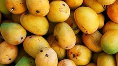 Mangoes : बाजारातून खरेदी केलेला आंबा खाण्यापूर्वी घ्या ही काळजी!