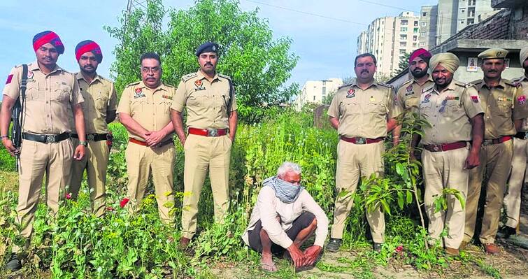 Chandigarh New Punjabi engaged in opium cultivation without government permission Chandigarh News: ਸਰਕਾਰ ਦੀ ਇਜਾਜ਼ਤ ਤੋਂ ਬਗੈਰ ਹੀ ਅਫੀਮ ਦੀ ਖੇਤੀ 'ਚ ਜੁਟੇ ਪੰਜਾਬੀ