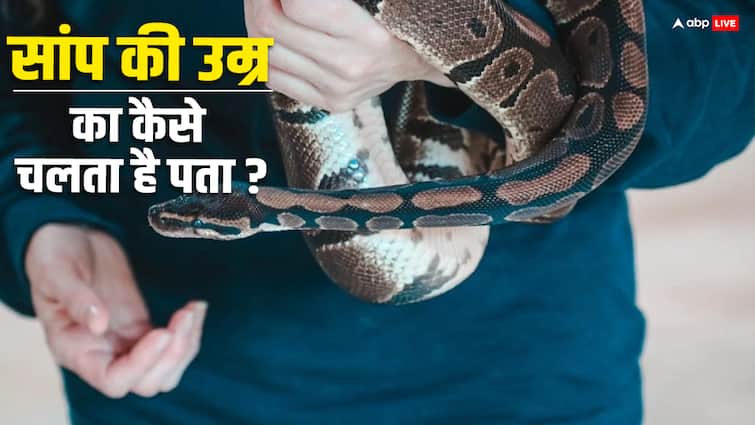 How to know Snake age: सांप की उम्र का कैसे चलता है पता, एक्सपर्ट ने बताया इसका तरीका snake How to know the age of a s species of snake expert told the method How to know Snake age: सांप की उम्र का कैसे चलता है पता, एक्सपर्ट ने बताया इसका तरीका