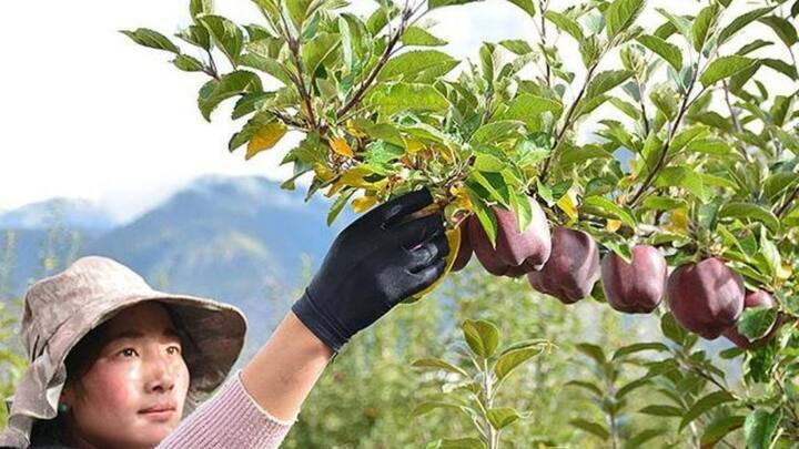 यह सब सिर्फ तिब्बत में उगाया जाता है. सामान्य सेब को उगाने में जहां 2 से 3 साल लगते हैं. तो वहीं इस सेब को उगाने के लिए 8 साल का वक्त लगता है.