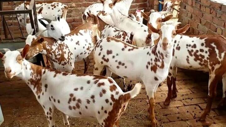20 बकरियों के पालन से तकरीबन साल में 2 लाख के आसपास कमाई की आ सकती है. अगर आप बकरियों की संख्या बढ़ाते हैं तो आपकी कमाई बढ़ जाती है.