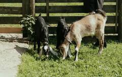 Goat Farming: ਬਕਰੀ ਪਾਲਣ ਦਾ ਧੰਦਾ ਸ਼ੁਰੂ ਕਰਨ ਲੱਗੇ, ਤਾਂ ਇਨ੍ਹਾਂ ਗੱਲਾਂ ਦਾ ਰੱਖੋ ਖਾਸ ਧਿਆਨ, ਕਮਾ ਸਕੋਗੇ ਚੰਗਾ ਪੈਸਾ