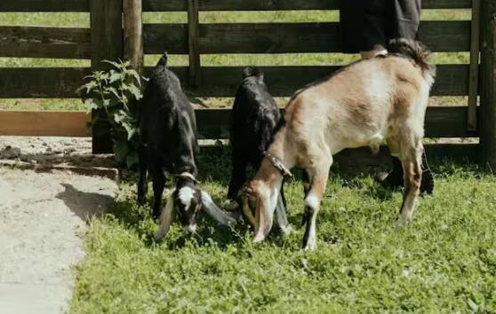 ਬਕਰੀ ਪਾਲਣ ਦਾ ਕੰਮ ਜ਼ਿਆਦਾ ਮੁਸ਼ਕਿਲ ਨਹੀਂ ਰਿਹਾ ਹੈ। ਇਸ ਲਈ ਬਹੁਤ ਸਾਰੇ ਕੋਰਸ ਬਜ਼ਾਰ ਵਿੱਚ ਉਪਲਬਧ ਹਨ। ਕੋਈ ਵੀ ਇਨ੍ਹਾਂ ਕੋਰਸਾਂ ਨੂੰ ਕਰਕੇ ਬਕਰੀ ਪਾਲਣ ਦਾ ਧੰਦਾ ਸ਼ੁਰੂ ਕਰ ਸਕਦਾ ਹੈ।  ਬਕਰੀ ਪਾਲਣ ਲਈ ਤੁਹਾਨੂੰ ਜ਼ਿਆਦਾ ਬਕਰੇ-ਬਕਰੀਆਂ ਦੀ ਲੋੜ ਨਹੀਂ ਪੈਂਦੀ ਹੈ। ਤੁਸੀਂ 20-25 ਬਕਰੀਆਂ ਨਾਲ ਇਸ ਧੰਦੇ ਦੀ ਸ਼ੁਰੂਆਤ ਕਰ ਸਕਦੇ ਹੋ।