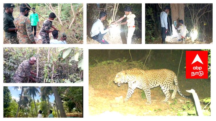 Mayiladuthurai leopard Increase in number of cameras and cages to capture leopard - TNN Mayiladuthurai leopard: பிக்பாஸ் வீட்டை மிஞ்சும் கேமராக்கள்; அதிகரிக்கப்பட்ட கூண்டுகள் - சிக்குமா சிறுத்தை....?