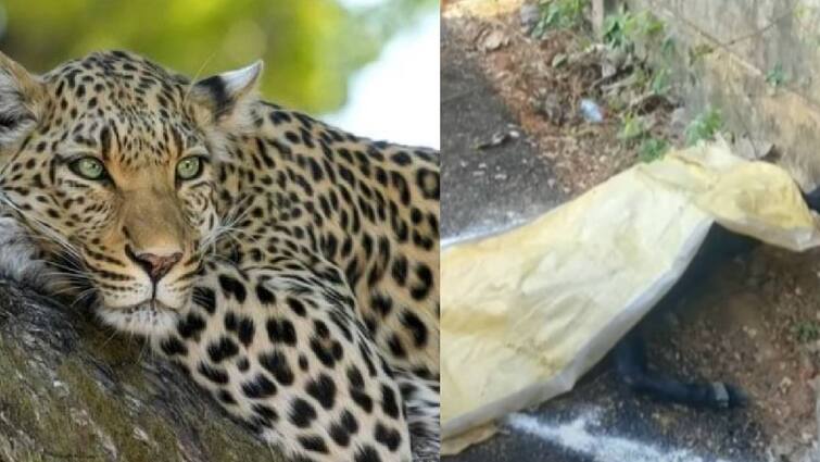 Leopard killed one more goat in mayiladuthurai Mayiladuthurai Leopard: மீண்டும் ஒரு ஆடு காலி.. மயிலாடுதுறையில் வனத்துறைக்கு 4வது நாளாக ஆட்டம் காட்டும் சிறுத்தை!