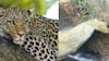 Mayiladuthurai Leopard: மீண்டும் ஒரு ஆடு காலி.. மயிலாடுதுறையில் வனத்துறைக்கு 4வது நாளாக ஆட்டம் காட்டும் சிறுத்தை!