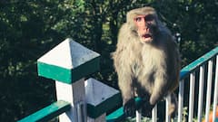 UP Girl Fends Off Monkey Attack By Using Virtual Assistant Alexa. Here's How She Did It