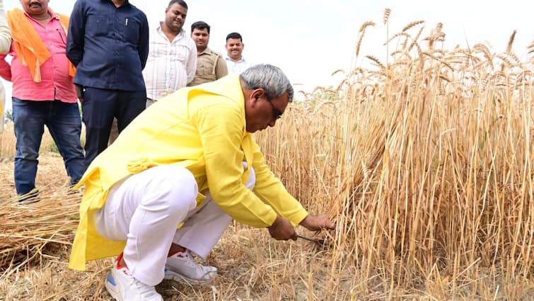 Yogi Adityanath minister Om Prakash Rajbhar cuts wheat video goes viral on social media Watch Lok Sabha Election 2024: योगी सरकार के मंत्री ओम प्रकाश राजभर ने काटा गेहूं, सोशल मीडिया पर Video वायरल