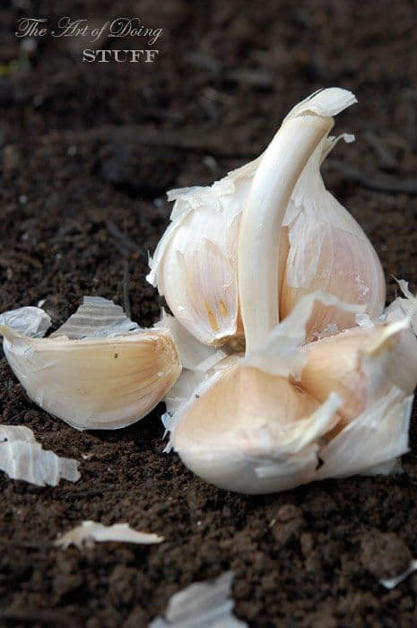 ਇਨ੍ਹਾਂ ਲੋਕਾਂ ਲਈ ਗਰਮੀਆਂ 'ਚ ਖਤਰਨਾਕ ਹੋ ਸਕਦਾ ਲੱਸਣ