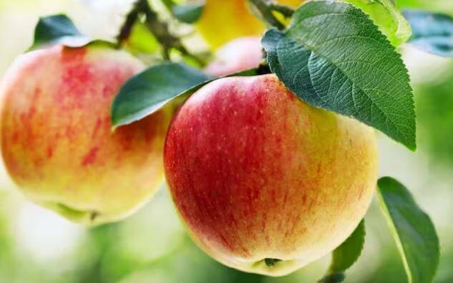 ਇਨ੍ਹਾਂ ਵਿੱਚੋਂ ਇੱਕ ਫਲ ਹੈ ਸੇਬ ਜਿਸ ਨੂੰ ਲੋਕ ਬਹੁਤ ਪਸੰਦ ਕਰਦੇ ਹਨ। ਐਪਲ ਨੂੰ ਅੰਗਰੇਜ਼ੀ ਵਿੱਚ ਐਪਲ ਕਿਹਾ ਜਾਂਦਾ ਹੈ। ਸੰਸਾਰ ਵਿੱਚ ਸੇਬਾਂ ਦੀਆਂ ਵੱਖ-ਵੱਖ ਕਿਸਮਾਂ ਹਨ। ਲਾਲ ਸੇਬ, ਹਰਾ ਸੇਬ ਅਤੇ ਚਿੱਟਾ ਸੇਬ