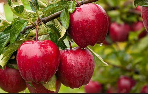 ਸੇਬ ਯੂਨਾਈਟਿਡ ਕਿੰਗਡਮ, ਕੈਨੇਡਾ, ਆਸਟ੍ਰੇਲੀਆ, ਅਫਗਾਨਿਸਤਾਨ, ਜਰਮਨੀ ਵਰਗੇ ਦੇਸ਼ਾਂ ਦਾ ਰਾਸ਼ਟਰੀ ਫਲ ਹੈ। ਭਾਰਤ ਵਿੱਚ ਵੀ ਸੇਬ ਦੀ ਬਹੁਤ ਜ਼ਿਆਦਾ ਖਪਤ ਹੁੰਦੀ ਹੈ।