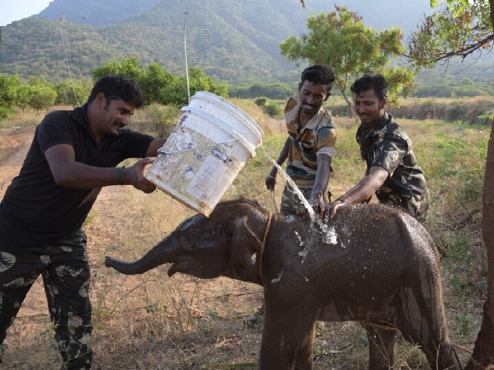 தாயை பிரிந்து தவித்த குட்டி யானை.. வனத்துறையினர் சேர்த்து வைத்த நெகிழ்ச்சி சம்பவம்