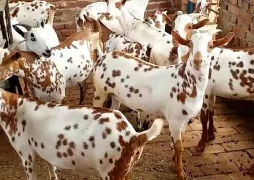 Goat Farming: ਕਿਸਾਨ ਹੁਣ ਕਈ ਤਰ੍ਹਾਂ ਦੇ ਧੰਦੇ ਕਰਨ ਲੱਗ ਪਏ ਹਨ। ਬਕਰੀ ਪਾਲਣ ਨੂੰ ਲੈਕੇ ਕਿਸਾਨ ਵਿਚਾਲੇ ਕਾਫੀ ਰੁਝਾਨ ਵਧਿਆ ਹੈ।	ਆਓ ਜਾਣਦੇ ਹਾਂ ਕਿਹੜੀਆਂ ਚੀਜ਼ਾਂ ਦਾ ਰੱਖਣਾ ਹੋਵੋਗਾ ਖਾਸ ਧਿਆਨ।