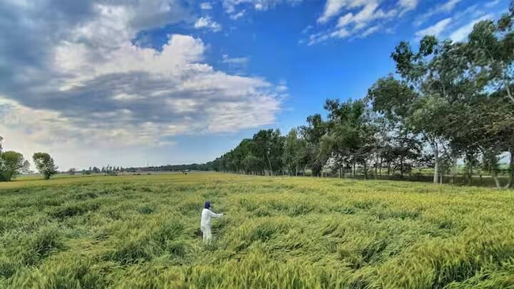 દિલ્હી-એનસીઆરમાં હવામાન સ્વચ્છ રહેશે. દિવસ દરમિયાન તાપમાન 36 ડિગ્રી સુધી જઈ શકે છે, જ્યારે લઘુત્તમ તાપમાન 19 ડિગ્રી રહેવાની સંભાવના છે. દિવસ દરમિયાન આકાશ ચોખ્ખું રહેવાના કારણે આકરા તડકાની અસર જોવા મળી રહી છે.