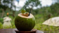 Weight loss Journey:இளநீர் உடல் எடையை குறைக்க உதவுமா? நிபுணர்கள் சொல்லும் அட்வைஸ்!