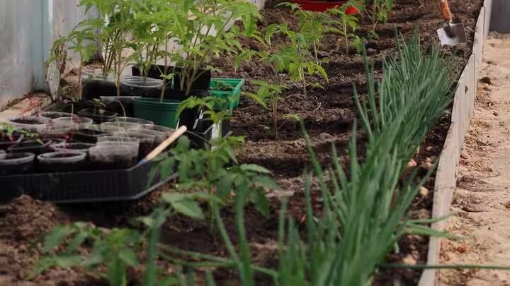 શહેરોથી ગામડાં તરફ વધતા જતા સ્થળાંતરની ખેતી પર ખરાબ અસર પડી છે, પરંતુ જો ખેડૂતો તેમના ખેતરો સાથે જોડાયેલા રહીને લાખો નફો કમાવા માંગતા હોય તો તેઓ ખેતીની સાથે સાથે અનેક પ્રકારના કૃષિ સ્ટાર્ટઅપ અથવા વ્યવસાય શરૂ કરી શકે છે.