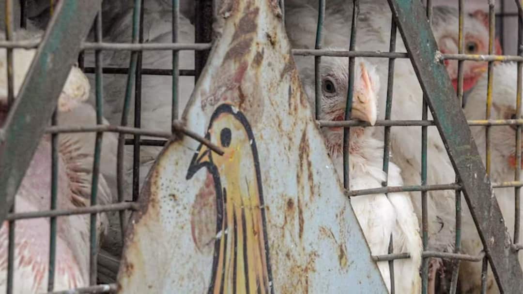 H5N1 bird flu: பறவைக்காய்ச்சல் கொரோனாவை விட 100 மடங்கு மோசமான பாதிப்பை ஏற்படுத்தும்! நிபுணர்கள் எச்சரிக்கை! Alarm bells ring over H5N1 bird flu Experts warn of pandemic Worse then Covid H5N1 bird flu: பறவைக்காய்ச்சல் கொரோனாவை விட 100 மடங்கு மோசமான பாதிப்பை ஏற்படுத்தும்! நிபுணர்கள் எச்சரிக்கை!