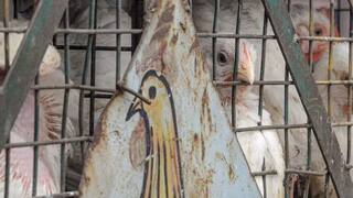 H5N1 bird flu: பறவைக்காய்ச்சல் கொரோனாவை விட 100 மடங்கு மோசமான பாதிப்பை ஏற்படுத்தும்! நிபுணர்கள் எச்சரிக்கை!