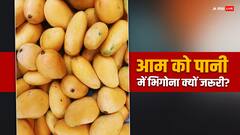 आम खाने से पहले पानी में भिगोकर रखना क्यों है जरूरी, क्या कहता है विज्ञान