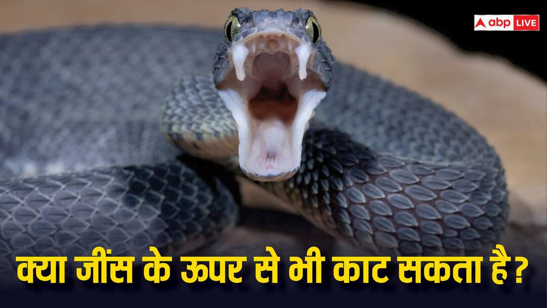 Can a snake bite through jeans How dangerous are his teeth क्या सांप जींस के ऊपर से भी काट सकता है? कितने खतरनाक होते हैं उसके दांत